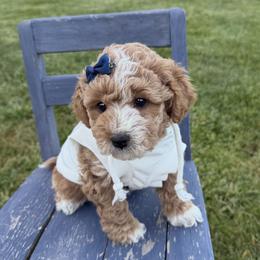 Lennon - Apricot female Goldendoodle puppy in Huntington, Utah from Krispydoodle