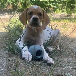 Pink Girl - Orange and white female Pointer puppy in Olympia, Washington from Birdsboro Pointers