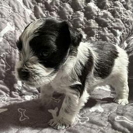 Bella-Girl 1 - Parti female Miniature Schnauzer puppy in Sacramento, California from Valdez Mini Schnauzers