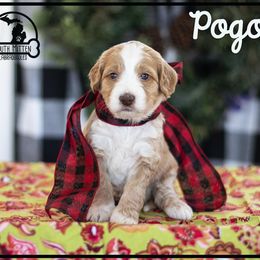 Australian Labradoodle Puppies from South Mitten Labradoodles