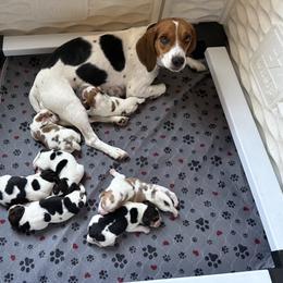 SUGAR - TRICOLOR - Beagle