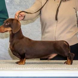 New Guy - Dachshund
