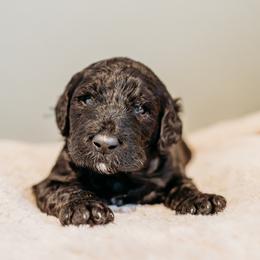 Dizzy Gillespie - Black male Labradoodle puppy in Orange, Virginia from Hillcrest Labradoodles