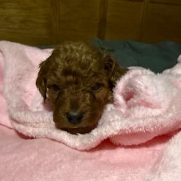 Milo - Red  male Goldendoodle puppy in Centralia, Missouri from Oodles Of Doodles Mo.