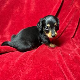 Venus - Black and tan female Dachshund puppy in Richmond, Virginia from Paw Prints
