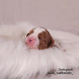 Bernard - Blenheim male Cavalier King Charles Spaniel puppy in Bonney Lake, Washington from House of Happy Cavaliers