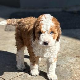 Juliet - female Australian Mountain Doodle puppy in Lincoln, Nebraska from GRand Doodles