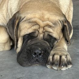 Midge - Mastiff