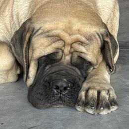 Midge - Mastiff