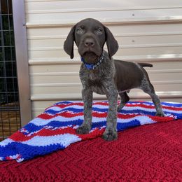 German Shorthaired Pointer and Vizsla Puppies from Pilgrims Trails Shorthairs
