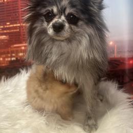 Dolly - Pomeranian