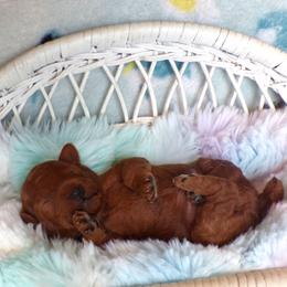 Mindy - Red  female Poodle puppy in Hurricane Mills, Tennessee from Scenic Hills Kennels