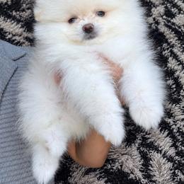 Dior - White male Pomeranian puppy in Grand Prairie, Texas from D’ Pomlovers
