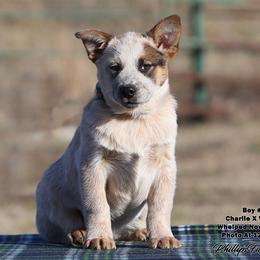 Charlie Boy 5 - Red speckled male Australian Cattle Dog puppy in Point, Texas from Lakylu Kennels