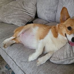 Pembroke Welsh Corgi All Grown Up from Jenny May’s Corgis