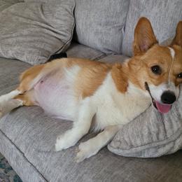 Pembroke Welsh Corgi All Grown Up from Jenny May’s Corgis