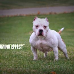 Domino - American Bully