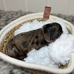 Wendy - Sable merle female Bordoodle puppy in Valley Center, California from Circle R Valley Bordoodls