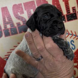 Mickey Green collar - Black roan male German Shorthaired Pointer puppy in Six Mile, South Carolina from The Proper Pointer Co.