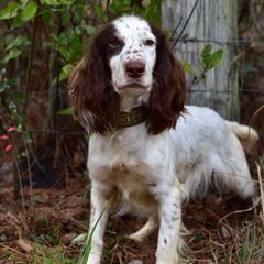 Spank - English Cocker Spaniel