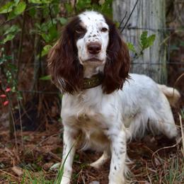 Spank - English Cocker Spaniel