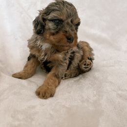 Australian Mountain Doodle, Bernedoodle, and Bernese Mountain Dog Puppies from Berns & Doodles