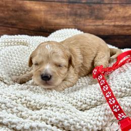 Ron - Apricot male Cavapoo puppy in Lancaster, Missouri from Cavapoo Acres