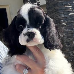 Black collar - Black and white male Cocker Spaniel puppy in Bonsall, California from CuttinBlue Farms