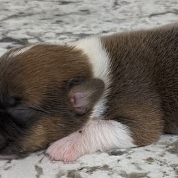 Pembroke Welsh Corgi Puppies from Wartooth Cowdogs