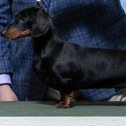 Player - Dachshund