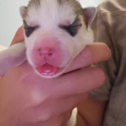 Siberian Husky Puppies from Naturez Siberians