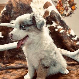 Eclipse - Blue merle female Australian Shepherd puppy in Bloomfield, New Mexico from Victoria's Australian Shepherds