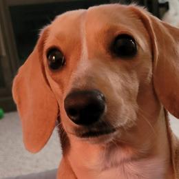 Ginny - Dachshund