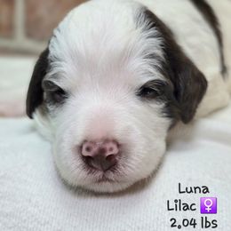Lilac - Brown and white female Bernedoodle puppy in Rockledge, Florida from Stormie's Doodles