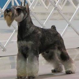 Miniature Schnauzers and Schipperkes from Dream Mtn Kennel