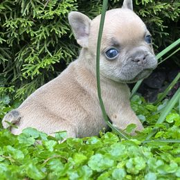 French Bulldog Puppies from Seven Star Kennel