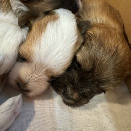 Havanese Puppies from Sandy’s Havanese