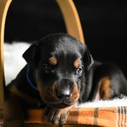 Ransom - Black and rust male Doberman Pinscher puppy in Overton, Texas from Obsidian Kennel