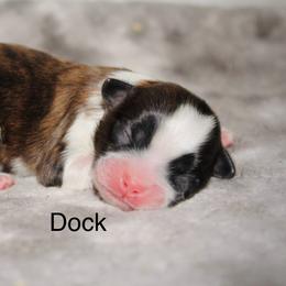 Dock - Brindle and white male Shih Tzu puppy in Pennsylvania from Manor Hills Shih Tzus