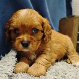 Eyota - Ruby female Cavalier King Charles Spaniel puppy in Sabetha, Kansas from Apple Blossom Cavaliers