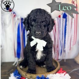 Leo - Black male Goldendoodle puppy in Anderson, South Carolina from Brinkerhoff Doodle Farm