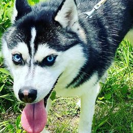 Pomskies from Mad for Pomskies