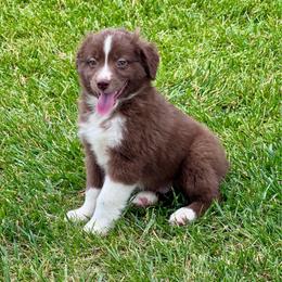 Louis - Red & white male Miniature Australian Shepherd puppy in California from Eagle River Aussies
