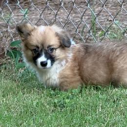 Full fluff - Red female Pembroke Welsh Corgi puppy in Nashville, Arkansas from Whisenhunt Farms