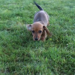 Boy 4 - Red male Dachshund puppy in Craig, Colorado from Rocky Mountain Shih Tzus and Dry Creek Miniature Dachshunds