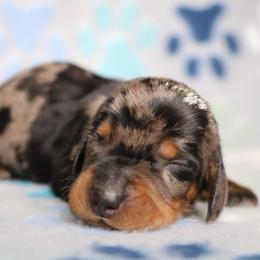 Head Dapple Male - Dapple male Dachshund puppy in Red Bud, Illinois from Midwest Miniature Dachshunds