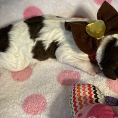Girl 4 - Double Doodle puppy in Terry, Mississippi from Dixie Magnolia Doodles