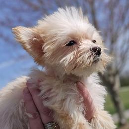 Bannon - Apricot male Maltipoo puppy in Lebanon, Kentucky from Mosaic Merle Doodles