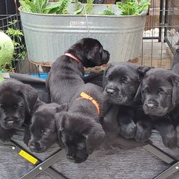Labrador Retriever Puppies from Labs4Ever Labradors