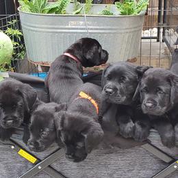 Labrador Retriever Puppies from Labs4Ever Labradors
